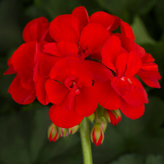AMERICANA DARK RED — geranium