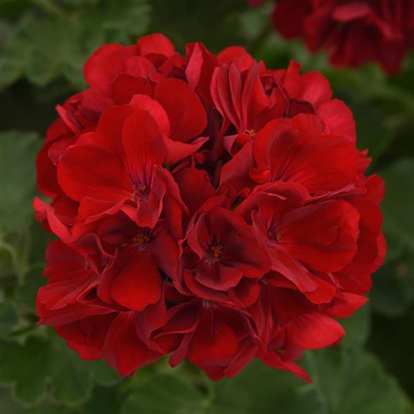 DYNAMO DARK RED — geranium