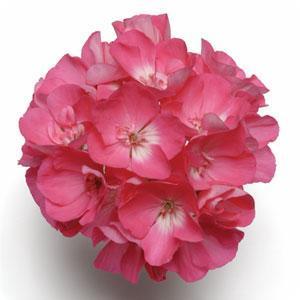 DYNAMO HOT PINK — geranium