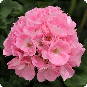 DYNAMO LIGHT PINK — geranium