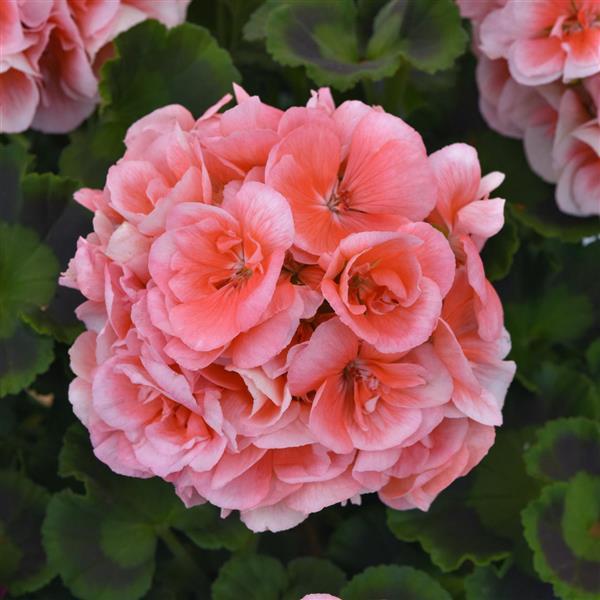 DYNAMO LIGHT SALMON — geranium