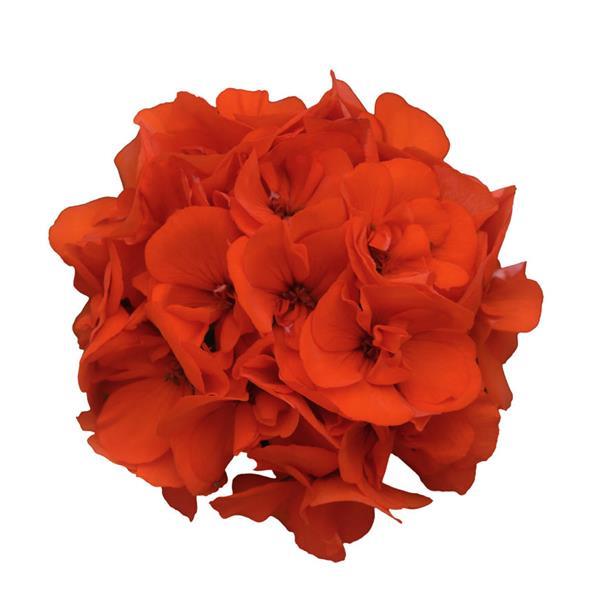DYNAMO ORANGE — geranium