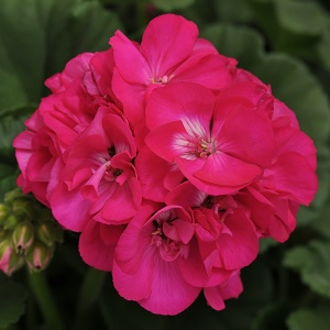 DYNAMO PURPLE — geranium