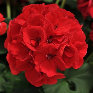 DYNAMO RED — geranium