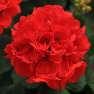 DYNAMO SCARLET — geranium