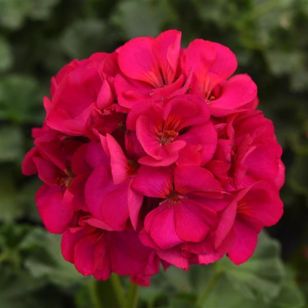 DYNAMO VIOLET — geranium
