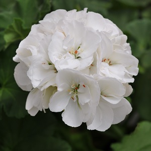DYNAMO WHITE — geranium