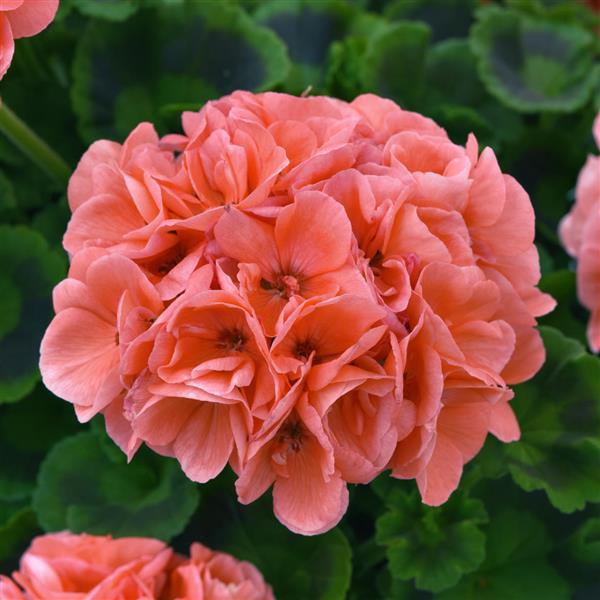 DYNAMO SALMON — geranium