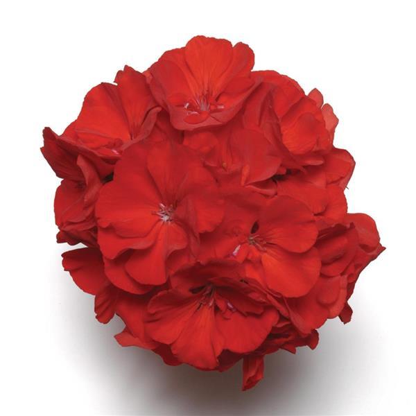 FANTASIA CARDINAL RED — geranium